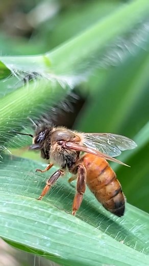 A quiet moment on a green leaf. 🌿 ​Busy bee taking a break. 🍯 ​Nature's tiny wonders. #beekeeping | Love Bees