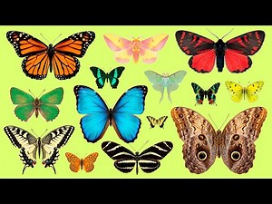 Learn Butterfly Names in Spanish 🦋 | How Many Do You Know?