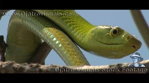 The eastern green mamba (Dendroaspis angusticeps), also known as the common mamba, green mamba, or white-mouthed mamba, is a large, tree-dwelling, highly venomous snake species of the mamba genus Dendroaspis. This snake mostly inhabits the coastal regions of southern East Africa. Adult females average approximately 6.6 ft in length, and males are slightly smaller. Eastern green mambas prey on birds, eggs, bats, and rodents such as mice, rats, and gerbils. The elusiveness of green mambas is attri
