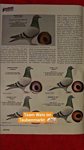 Team Weis in der aktuellen Ausgabe vom Taubenmarkt 📰🕊 #teamweis #brieftauben #pigeon #taubenmarkt