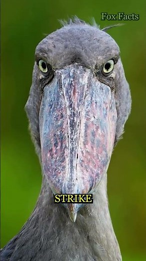 The Terrifying Shoebill! 😳🦖