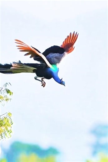 Flying Sound of Peacock#birds#lifeisbutadream#explore