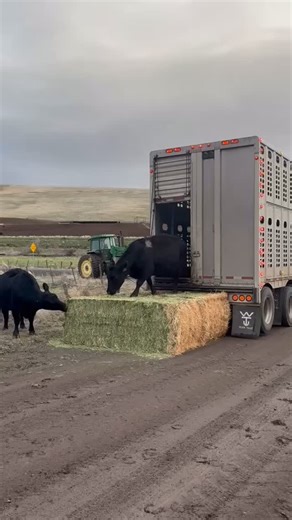 The last of the cows have made it to our calving grounds! We are extremely excited to see these AI calves hit the ground! #RollinRockAngus #realworldcattle #ranchlife #blackangus #calvingtime | Rollin' Rock Angus