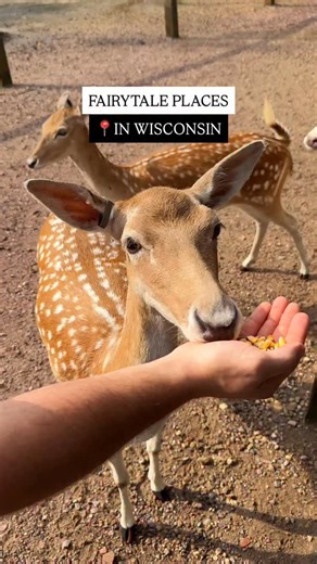 Fairytale Places in Wisconsin 📍 🦌Comment “deer” for the link Visiting the Wisconsin Deer Park feels like stepping into a storybook. You can hand-feed the deer, and they’ll walk right up to you they’re super friendly and curious. There are hundreds of them roaming around, plus a few other animals to meet too. #wisconsin #wisconsindells #wisconsinlife #scenicwisconsin #explorewisconsin | The Midwest Guide