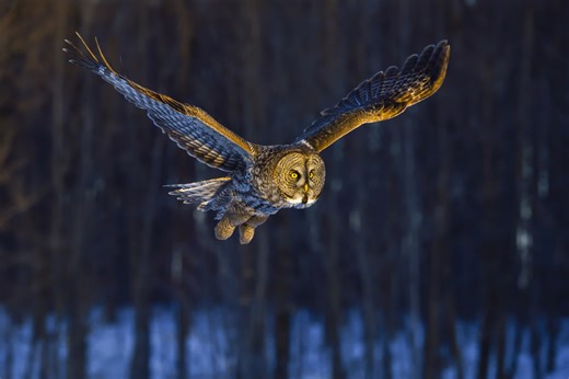 250  Adorable Owl Names for Your Feathered Friend