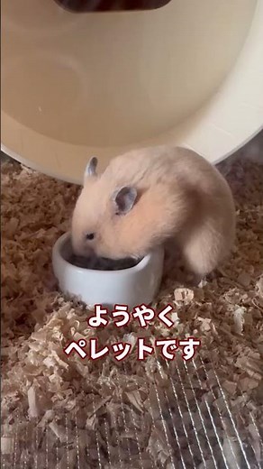 【速報】ハムスターの食事シーンをまとめてみたｗｗｗｗ #shorts #hamster #ハムスター #kawaii #キンクマハムスター #おもしろ動画 #キンクマ #飼育 #ゆっくり