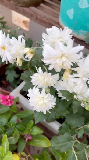 Chrysanthemum Flower Plant Care ✨|#tweening