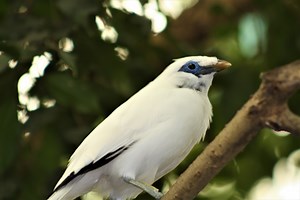 The beautiful Bali Mynah is extremely endangered