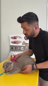 19K views · 1.4K reactions | Fluffy kisses #cat #turkishcat #funnycats #cats #funny #catlover #funnyvideo #pets #animals | MY Lovely Pet | Facebook