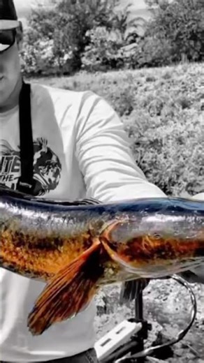 SNAKES FOR LUNCH! 🐍 Snakehead Catch & Cook #shorts #fishing