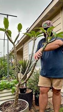 Come Prune a Plumeria with Me!