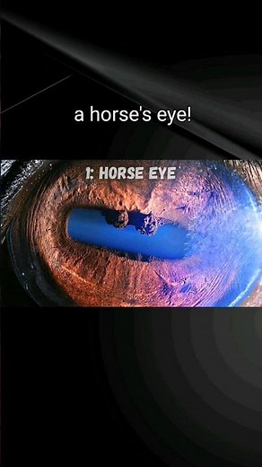 11 Animal Eyes Up Close!