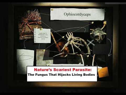 Mind-Control Fungus: The Real-Life “Zombie” Infection Explained