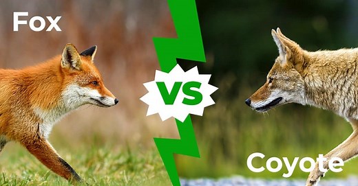 Fox vs Coyote - The 5 Key Differences