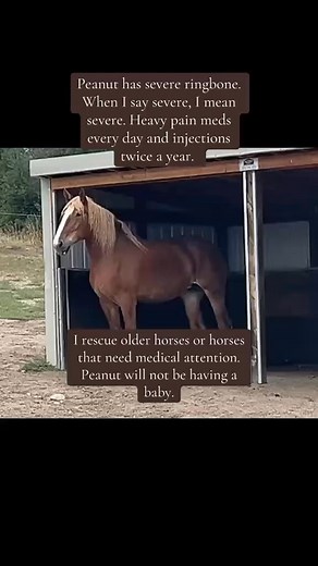 591K views · 10K reactions | #Peanut #BelgianHorse #Drafthorse #LargeHorse #RescuingDriveHorses #RescuingOlderHorses #Ringbone #HorseArthritis #HorseVideos #Horse #Horses #HorseLife #ForYou #ForYouPage #PrayersForPancho | Allison Hunt | Facebook