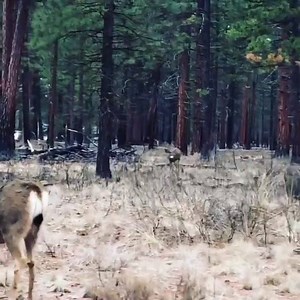 7.7K views · 776 reactions | Isn't nature just absolutely amazing? | John Carter Cash | Facebook