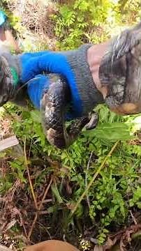 "Python catching chaos"