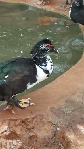 Why Muscovy Ducks Are a Game-Changer for Small Farms | Sustainable & Profitable Poultry