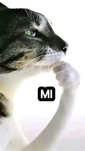 preguntas sin respuestas pt1 #memes #humor #xd #gatos