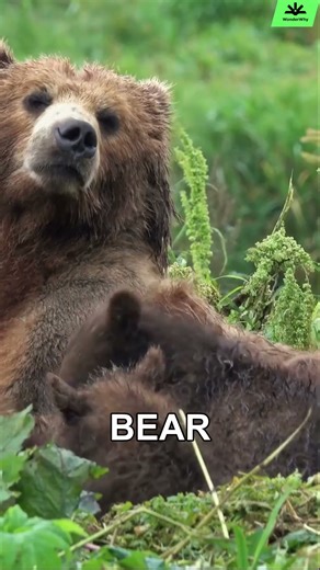 Why Do Bears Fight? 🐻⚔️ | Nature’s Fierce Battle