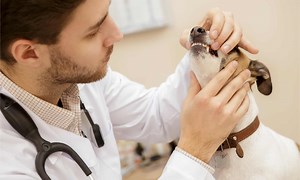 The Top 12 Dog Breeds with the Most Health Problems