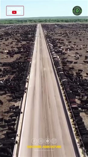 World's Largest Dairy Farm