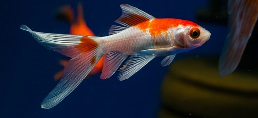 Comet Goldfish - Size, Lifespan, Tank And Care Guide