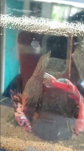 betta fish breeding process and lay eggs❤️❤️