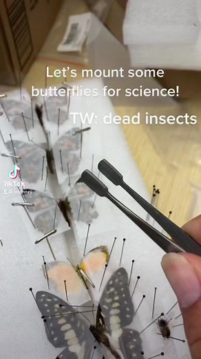 Little demo on how to pin butterflies for scientific collections 🦋🦋. TW: dead insects #butterfly #taxidermy #insectpinning #howto #specimencollector #entomology #lepidoptera #BBPlayDate #diy #insectsoftiktok #scienceismagic