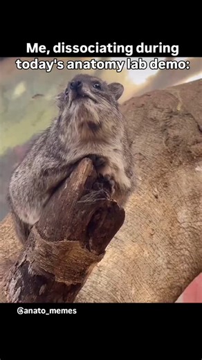 anato_memes on Instagram: "😐 📽: @squiggythehyrax . . . . #anatomy #anatomymemes #anato_memes #medicalschool #gradschool #anatomical #anatomylab #ptschool #medschool #paschool #thestruggleisreal #medschoolproblems #anatomymeme #hyrax #wawa #hyraxes #thestruggle #medicalschoolmemes #medschoollife #awawa #nursing #medmemes #medlife #study"