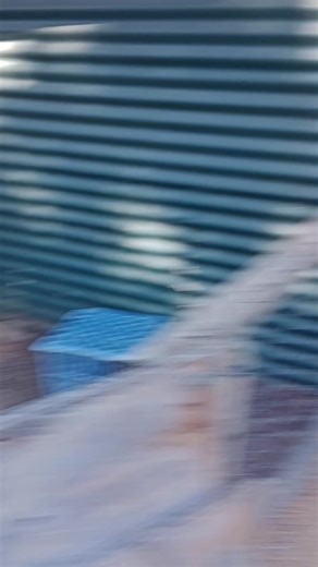 18 reactions | MY miniature sheep make great pets LoL  | Quamby Park Farm Stay & Petting Zoo | Facebook