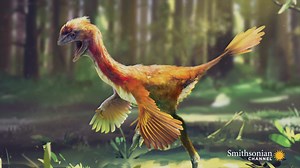 Many people think evolution happens in a very linear way, but the dinosaur-bird fossils of China's Liaoning Province help us understand the disjointed process that turned dinosaurs into modern-day birds. When Whales Walked: Journeys in Deep Time airs tonight at 9 PM. | Smithsonian Channel