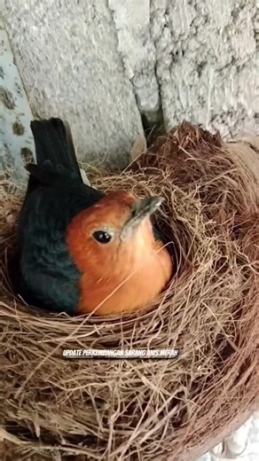 Update Perkembangan Sarang Anis Merah di Aviary