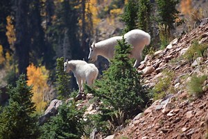 How to stay safe when encountering mountain goats - KSLTV.com