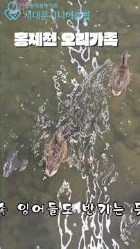 홍제천 오리 가족의 평화로운 하루 🦆