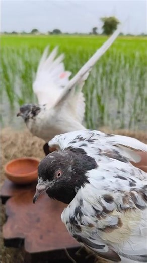 Outdoor Pigeon Cooking Over Campfire 🔥 | Wild Game Recipe Short #cooking #outdoorcooking #food