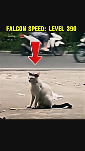 WHEN REFLEX MEETS PURE SPEED(who wins)#CatReflex#FalconSpeed#ReflexVsSpeed#AnimalShowdown#Speed