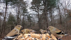 22K views · 1.5K reactions | Tufted Titmice, Northern Cardinals, Black-Capped Chickadees, Dark-eyed Juncos, American Goldfinch, Blue Jays | Critter Cam | Facebook