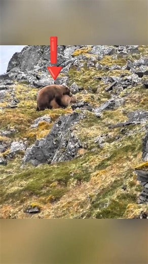 🐻 Эпичная Охота на Медведя 2026 | Точный Выстрел#Охота #Медведь #ОхотаНаМедведя #BearHunting