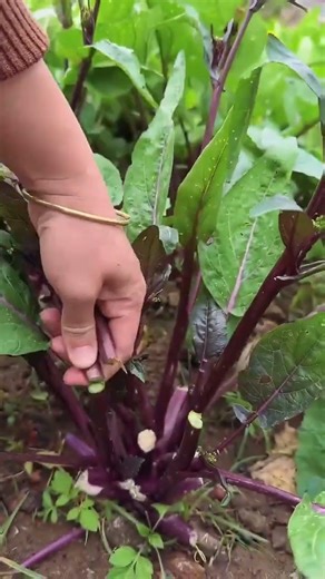 LGS 123451994732 mini rotary tillage and ridging all-in one tree short view #travel#beach #flowers