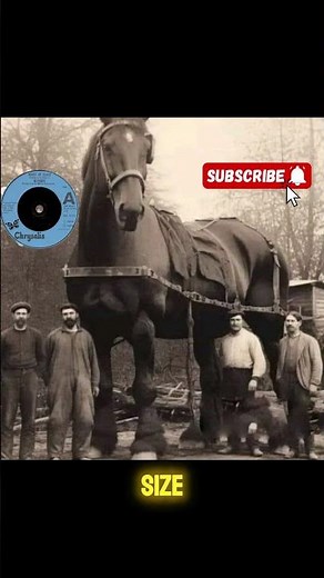 Sampson the largest horse #history #gentlegiant #equestrian #recordholder #vintagephotography #horse