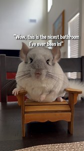 31K views · 3.4K reactions |  . . . #Chinpals #chinchilla #chinchillas #chinstagram #chinchillaworld #petsofig #petsofinstagram #petlife #petlove #petsagram #viral #trending #reels #tiktokers #cute #adorable #cuteness #cutenessoverload #petlovers | Chinpals | Facebook