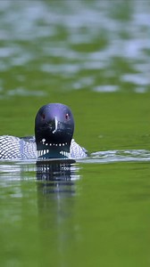 The Loon: Nature’s Echoing Water Hunter #Loon #WildlifeFacts #BirdLovers #NatureSounds #AnimalStories | Nature's Reflection