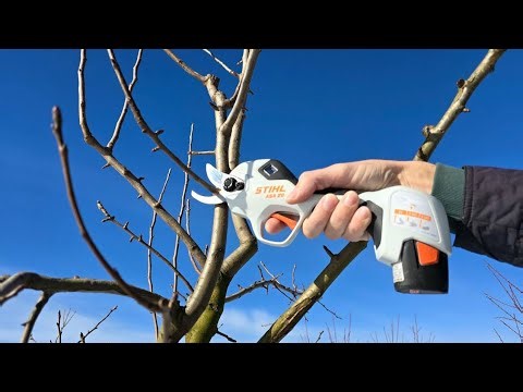 When and how to prune an apple tree for maximum yield - do it yourself!