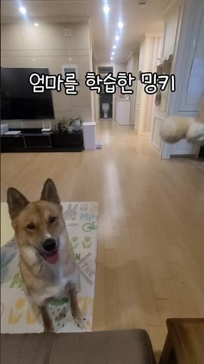 [엄마를 학습한 밍키] #밍키 #강아지 #강아지쇼츠 #강아지일상 #귀여운강아지 #멍멍이 #댕댕이 #쇼츠 #shorts