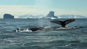 Scientists study levels of toxic mercury in Antarctic mammals Marine biologists collect skin samples from humpback whales and leopard seals in Antarctica to detect the presence of mercury in their bodies. The toxic heavy metal is believed to reach the ocean through rivers or rain. According to the UN environmental agency, if an animal consumes mercury, it may suffer "reproductive failure, behavioural changes and may even (die)." Read more: http://u.afp.com/5NPe | AFP News Agency