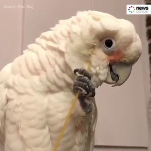 2.1M views · 10K reactions | How good's a head scratch. Old mate loves it. | News.com.au | Facebook