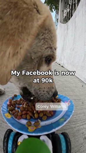 Feeding Streetdogs until i can open my own Rescue #straydogs #animalrescue #dogrescue #shorts