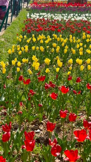 Awesome Flowers | Nature Explore