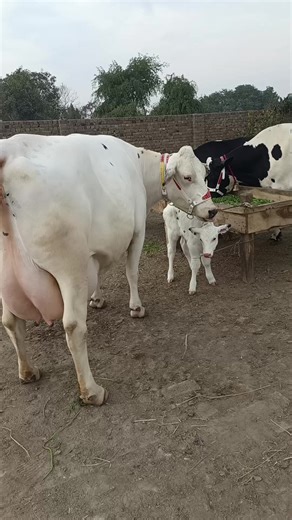 Apna dairy farm (@apnadairyfarm1)’s videos with original sound - Apna dairy farm